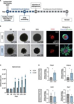 Mouse vascularized adipose spheroids: an organotypic model for thermogenic adipocytes